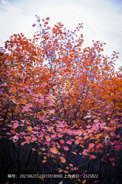 秋天紅葉
