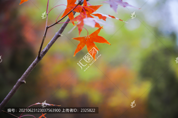 秋天紅葉