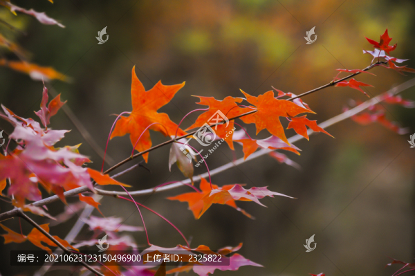 秋天紅葉