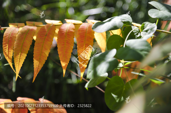 火炬樹