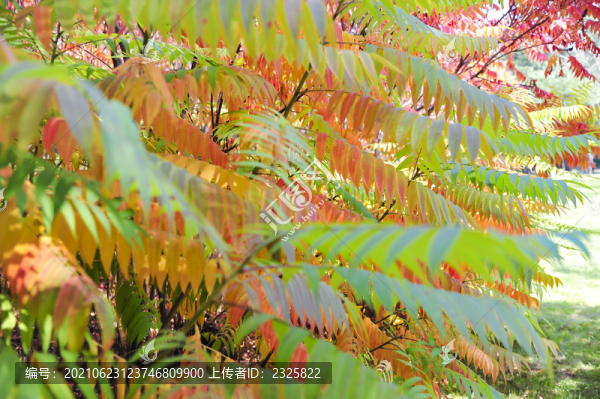火炬樹(shù)