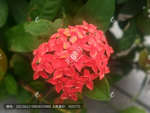 紅花