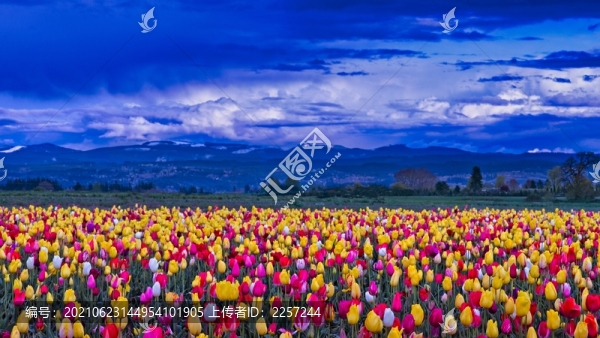 郁金香與花海