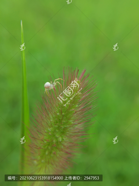草上的蜘蛛