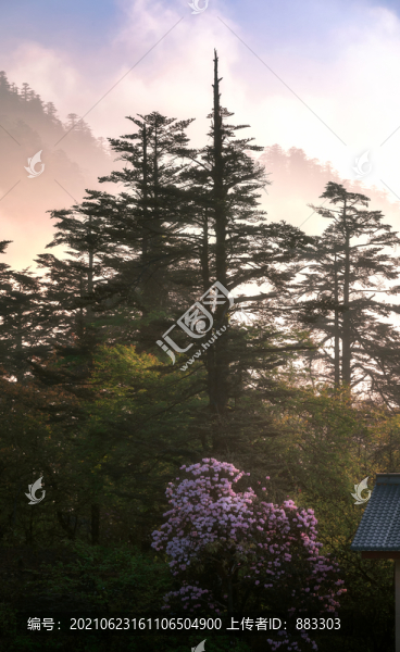 杜鵑花
