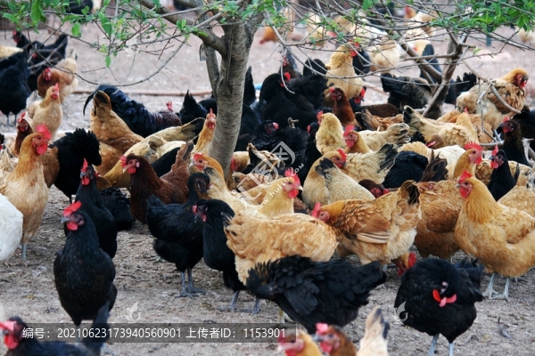 養(yǎng)雞場
