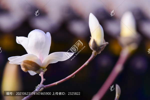 玉蘭花