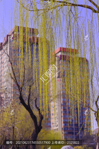楊柳依依