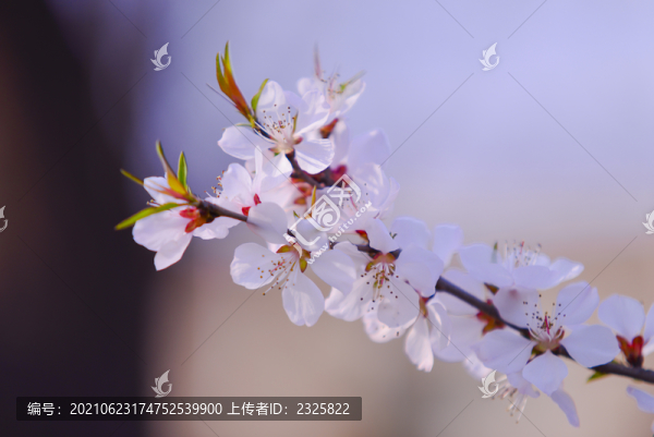 山桃花