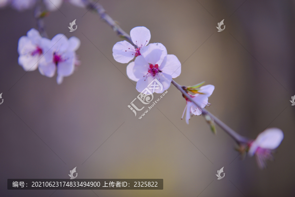 山桃花