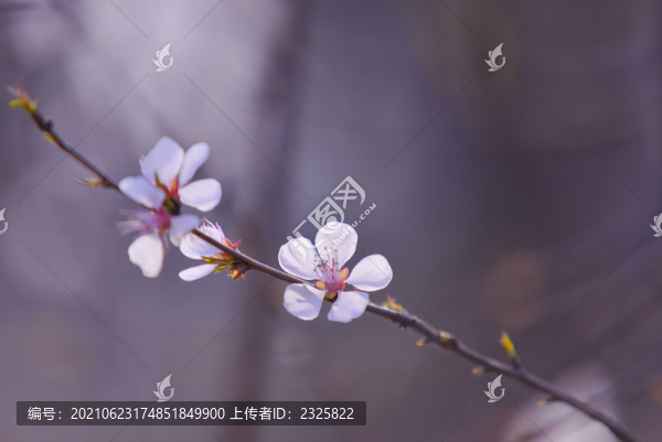 山桃花