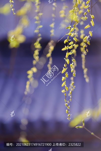 柳樹(shù)