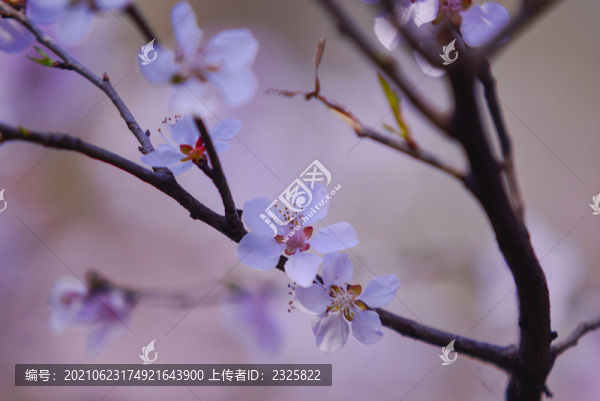 山桃花