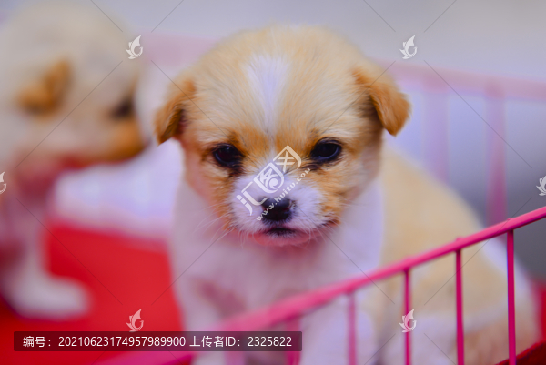 小狗狗