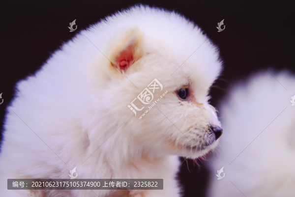 小狗