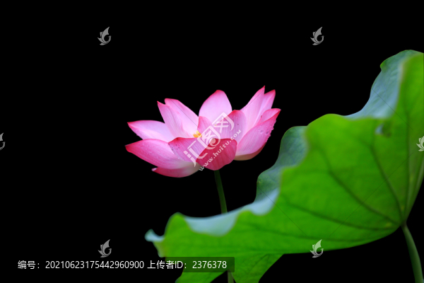 紅色荷花