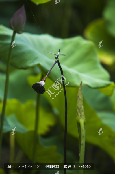 殘荷