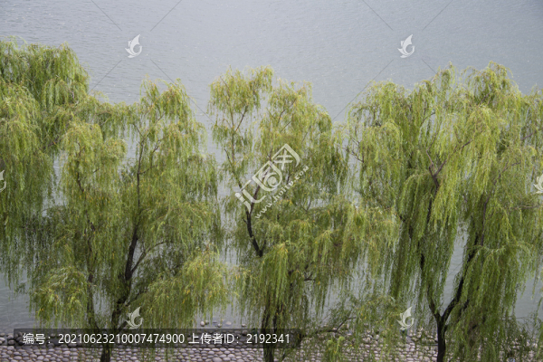 湖邊垂柳