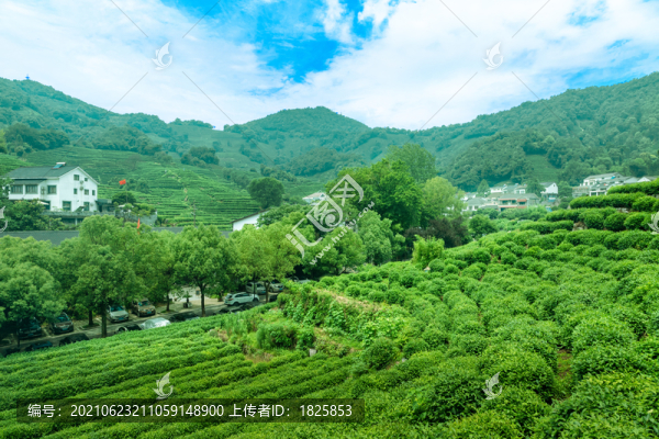 杭州龍井村茶園
