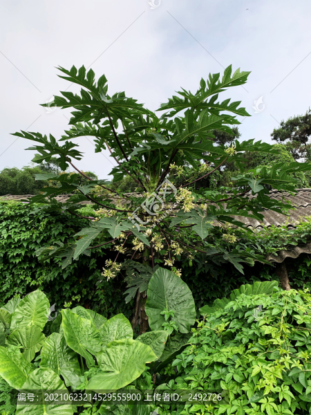 木瓜樹