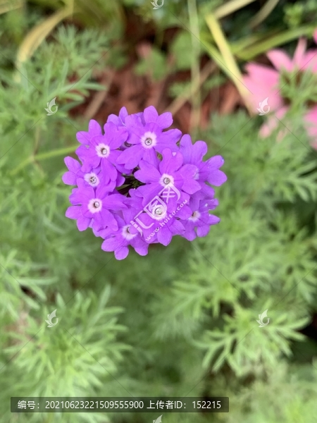 紫色小花
