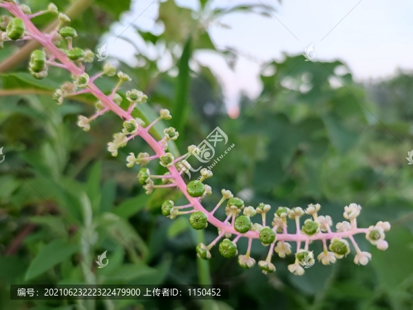 垂序商陸