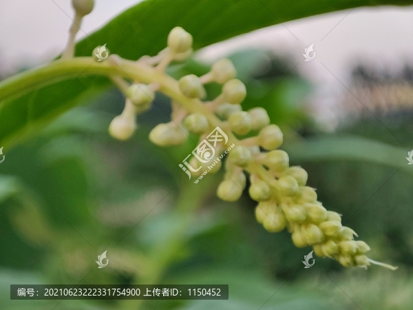 垂序商陸