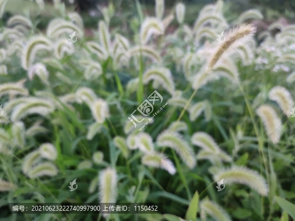 狗尾草