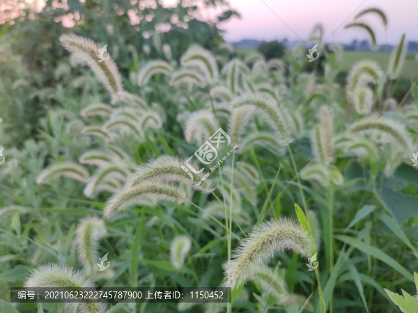 狗尾草