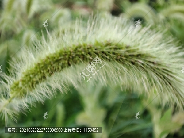 狗尾草