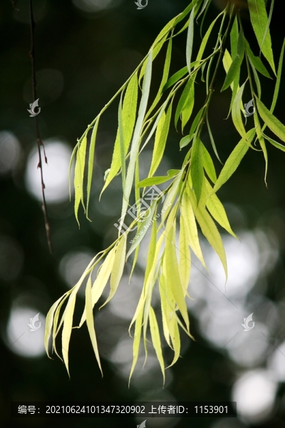 柳枝