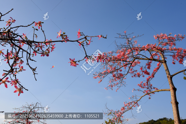 繁花盛開