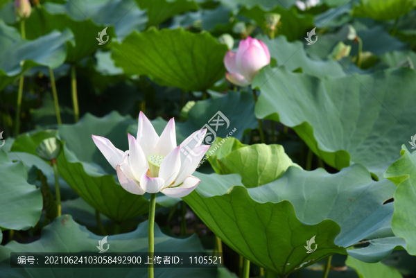 荷花攝影