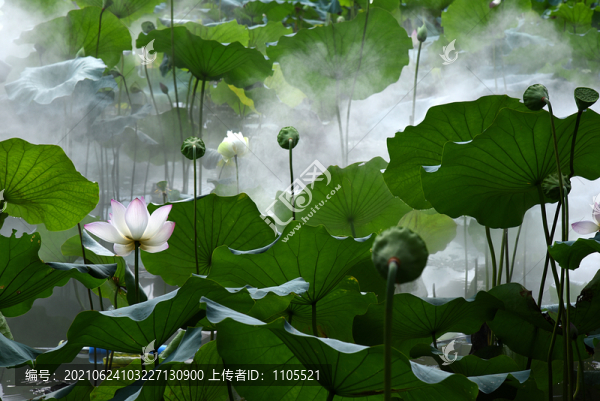 唯美荷花高清圖
