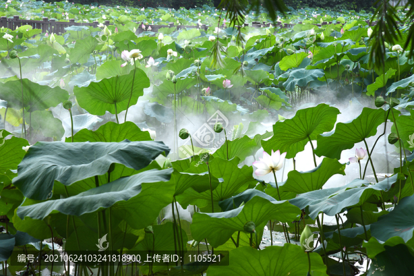 意境荷花