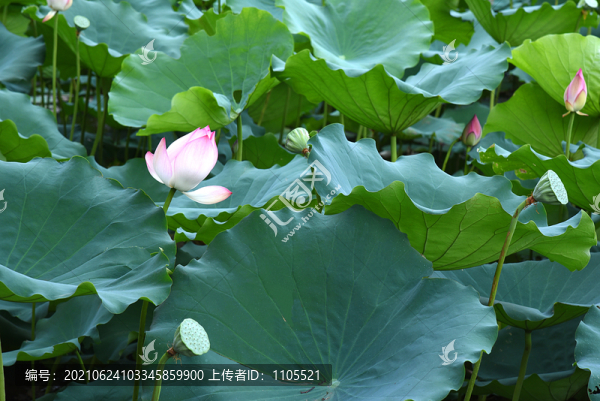 蓮葉