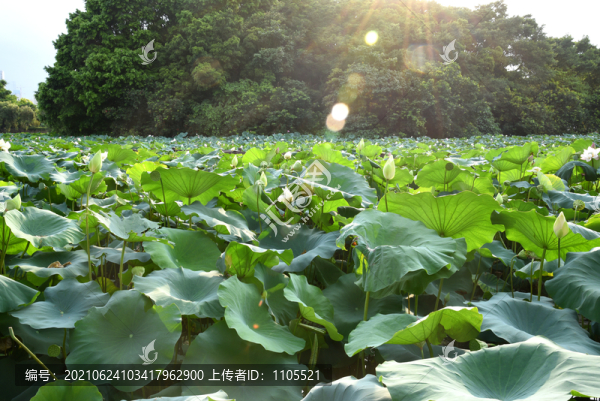 夏日荷塘高清圖