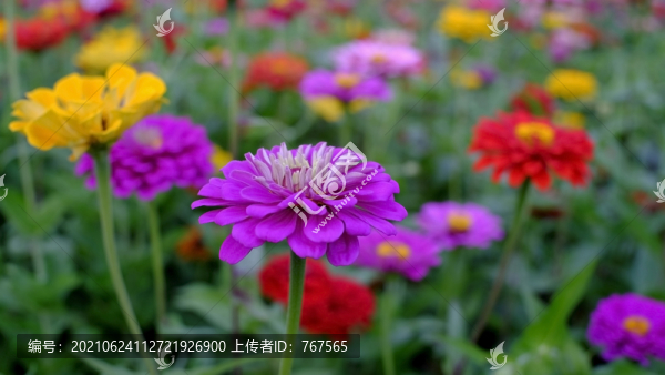 花海