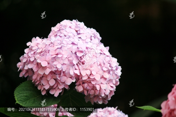 繡球