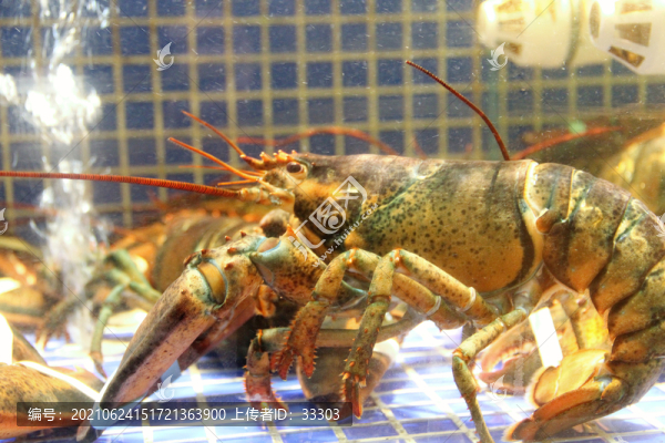 海鮮池里的澳龍