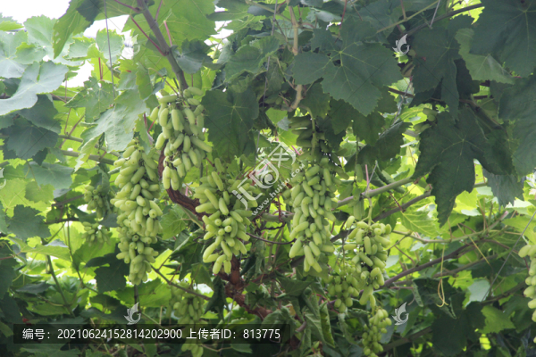 青澀葡萄園