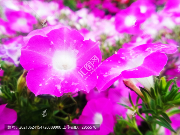 碧冬茄屬花卉
