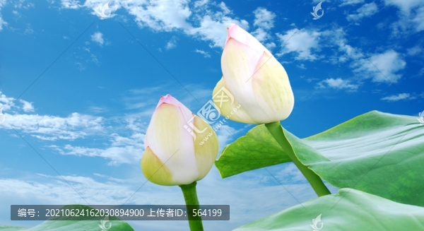 含苞欲放的白蓮花苞