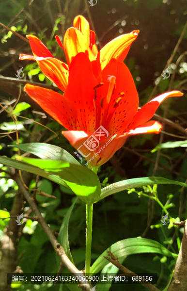 鮮花