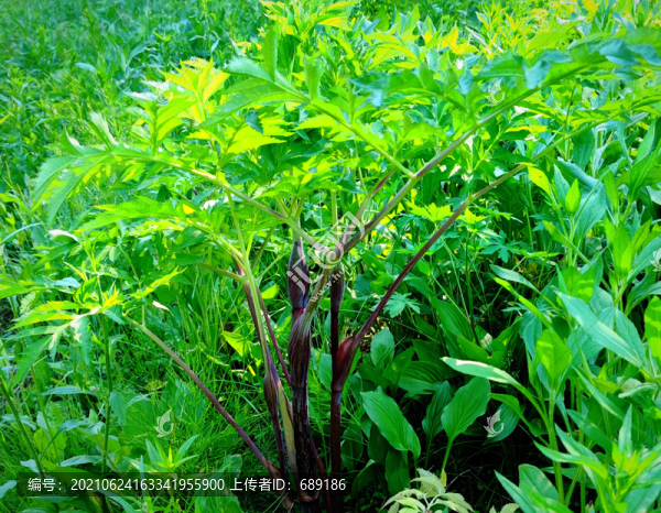 野菜