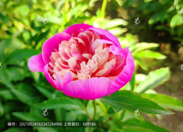 鮮花