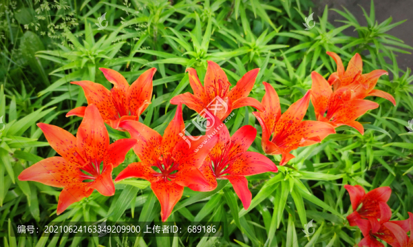 鮮花