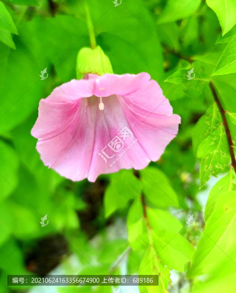 鮮花