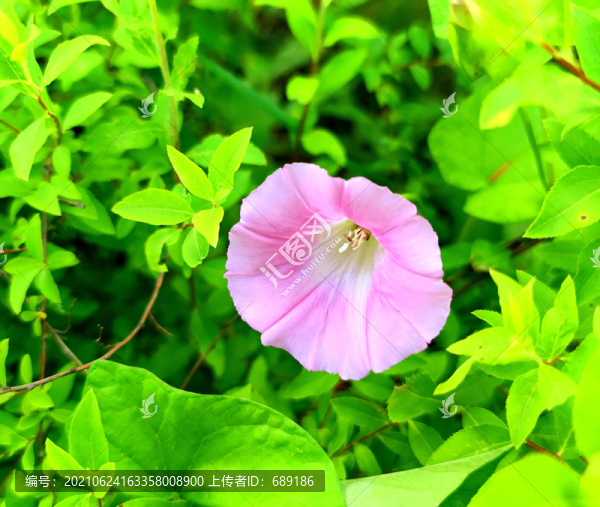 鮮花