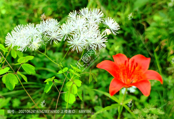 鮮花